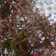 Acer palmatum 'Beni-komachi': Bild 1/3