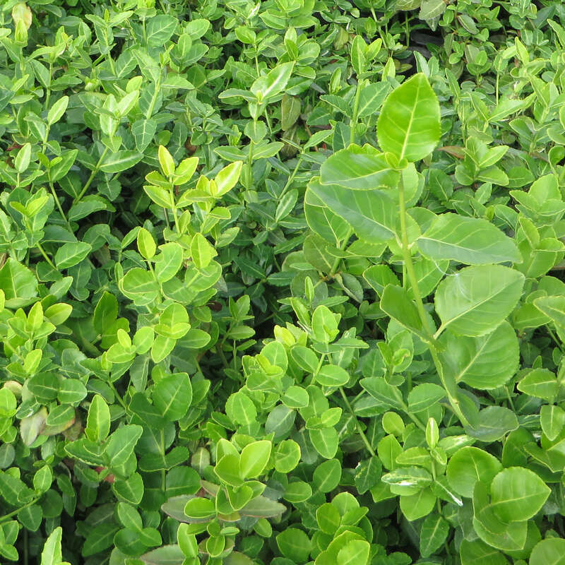 Kriech-Spindelstrauch - Euonymus fortunei radicans - wei