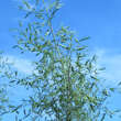 Alnus glutinosa 'Imperialis': Bild 3/4
