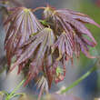 Acer palmatum 'Mirte': Bild 3/5