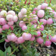 Pernettya mucronata: Bild 1/2
