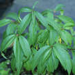 Prinsepia sinensis: Bild 1/2