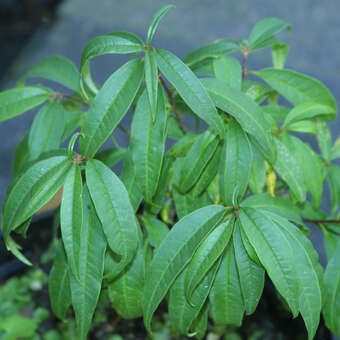 Prinsepia sinensis