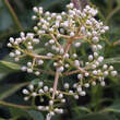 Viburnum henryi: Bild 1/2