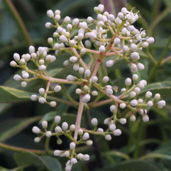 Viburnum henryi