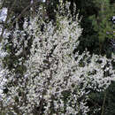 Prunus mahaleb - Steinweichsel