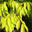 Zelkova serrata 'Ogon': Bild 1/2