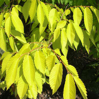 Zelkova serrata 'Ogon'