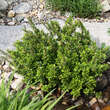 Berberis buxifolia 'Nana': Bild 1/2