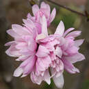 Magnolia stellata keiskei - Rosa Sternmagnolie