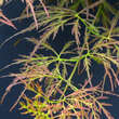 Acer palmatum 'Pendulum Julian': Bild 1/2