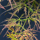 Grüner Schlitzahorn - Acer palmatum 'Pendulum Julian'