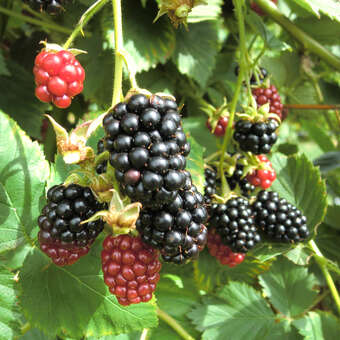 Rubus fruticosus 'Jumbo'