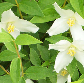 Philadelphus 'Silberregen'