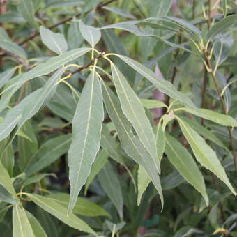 Quercus myrsinifolia