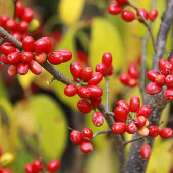 Lindera benzoin