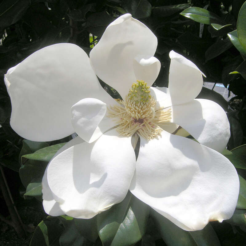 Immergrüne Magnolie Magnolia grandiflora