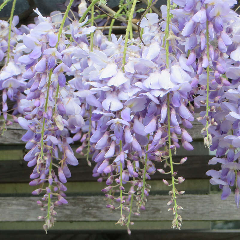 Blauregen Wisteria sinensis 'Prolific' lila