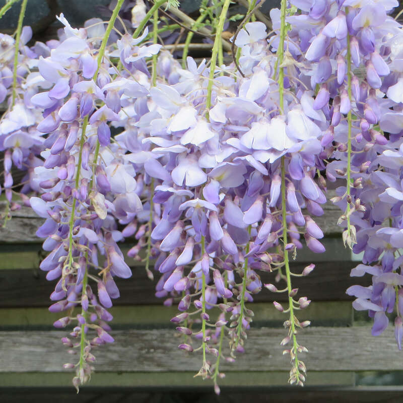 Blauregen - Wisteria sinensis 'Prolific' - lila