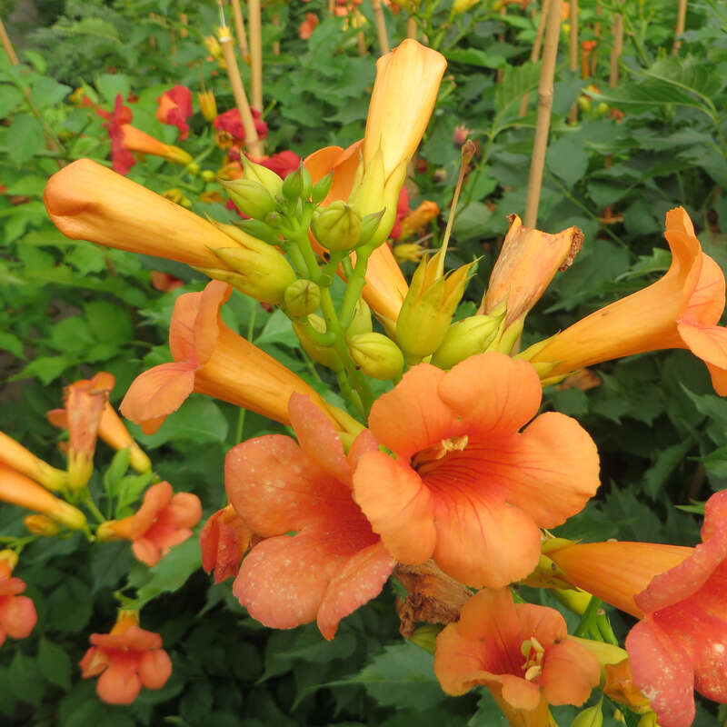 Jasmintrompete, Trichtertrompete - Campsis tagliabuana 'Indian Summer' -  orange
