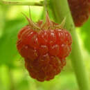 Rubus idaeus 'Zefa III Herbsternte' - Himbeere