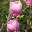 Magnolia soulangeana'Rustica Rubra': Bild 2/5
