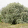 Salix alba: Bild 1/5