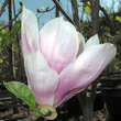 Magnolia soulangeana 'Alexandrina': Bild 2/5