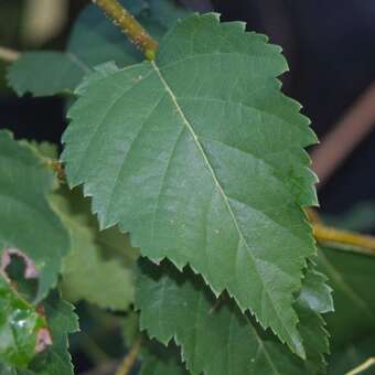 Betula albosinensis