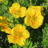 Potentilla fruticosa 'Mango Tango' - Fünffingerstrauch