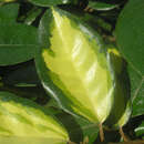 Elaeagnus ebbingei 'Limelight' - Immergrüne Ölweide