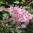 Syringa josiflexa 'Bellicent': Bild 1/3
