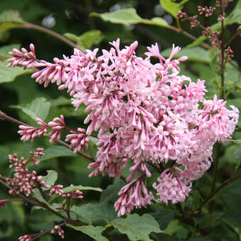 Syringa josiflexa 'Bellicent'
