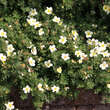 Potentilla fruticosa 'Elfenbein': Bild 2/2