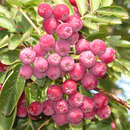 Sorbus 'Titan' - Sibirische Vogelbeere, Frucht-Eberesche