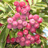 Sorbus 'Titan' - Sibirische Vogelbeere, Frucht-Eberesche