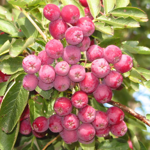 Gemeine Eberesche, Vogelbeere - Sorbus aucuparia - weiß