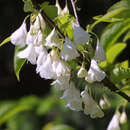 Halesia carolina - Silberglocke