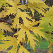 Acer saccharinum 'Laciniatum Wieri': Bild 1/7