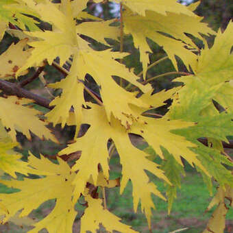 Acer saccharinum 'Laciniatum Wieri'