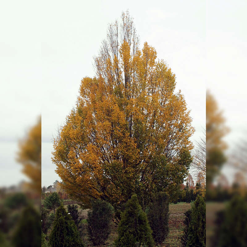 SäulenHainbuche Carpinus betulus 'Fastigiata'