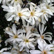 Magnolia stellata 'Royal Star': Bild 6/6