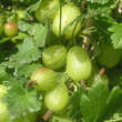 Ribes uva-crispa 'Invicta': Bild 3/4