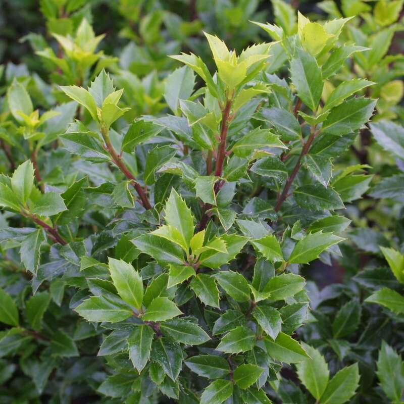 Hecken Stechpalme Ilex Meserveae Heckenstar
