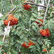 Sorbus aucuparia 'Pendula': Bild 1/1