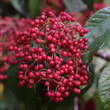 Viburnum betulifolium: Bild 1/4