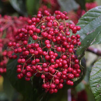 Viburnum betulifolium