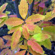 Acer maximowiczianum: Bild 1/3