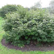 Elaeagnus multiflora: Bild 2/3
