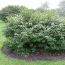 Elaeagnus multiflora - Vielblütige Ölweide